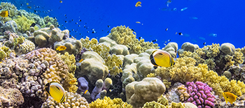 Colorful Coral Reef on Red Sea nearby Marsa Alam